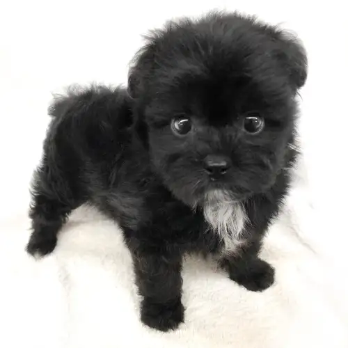 Mix トイプードル シーズー ペットショップ マルワン 小さめ子犬 美形な子猫 初心者安心のサポート