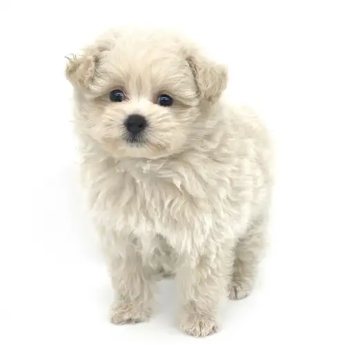 Mix ポメラニアン トイプードル ペットショップ マルワン 小さめ子犬 美形な子猫 初心者安心のサポート