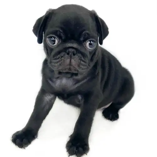 パグ ペットショップ マルワン 小さめ子犬 美形な子猫 初心者安心のサポート