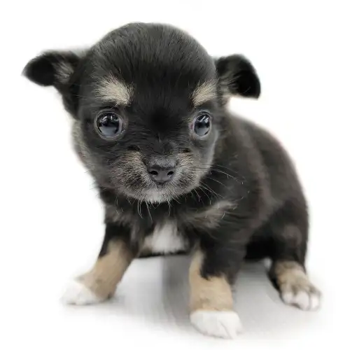 Pastel Memorize Cache チワワ ショップ Mitanihana Jp