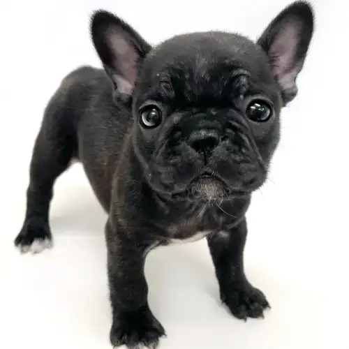 フレンチブルドッグ ペットショップ マルワン 小さめ子犬 美形な子猫 初心者安心のサポート