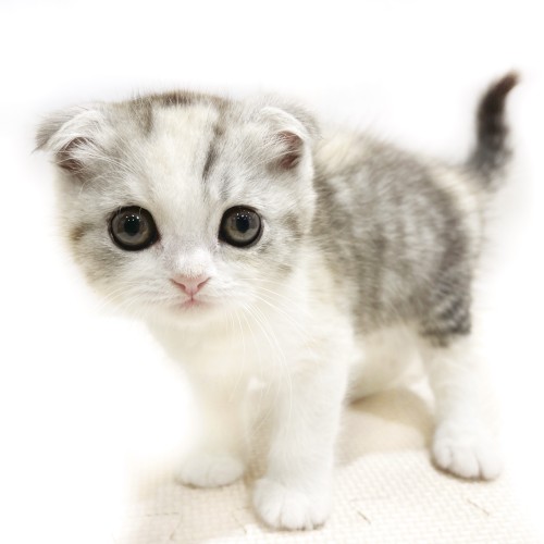 マルワンのスコティッシュフォールド一覧 ペットショップ マルワン 小さめ子犬 美形な子猫 初心者安心のサポート