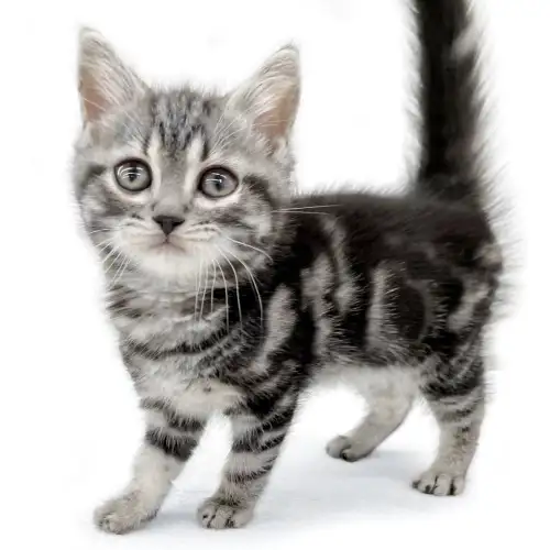 アメリカンショートヘア ペットショップ マルワン 小さめ子犬 美形な子猫 初心者安心のサポート