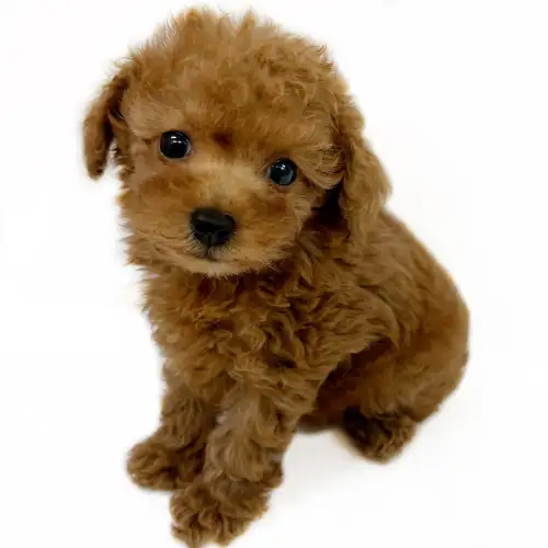 マルワンのトイ プードル一覧 ペットショップ マルワン 小さめ子犬 美形な子猫 初心者安心のサポート