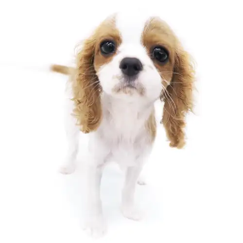 キャバリア キングチャールズ スパニエル ペットショップ マルワン 小さめ子犬 美形な子猫 初心者安心のサポート