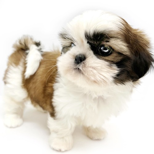 未使用【激レア】フォンテーヌ ドレッシーペット シーズ 犬