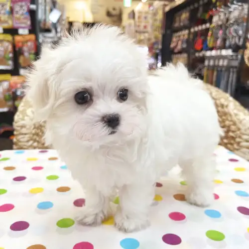 マルチーズ ペットショップ マルワン 小さめ子犬 美形な子猫 初心者安心のサポート