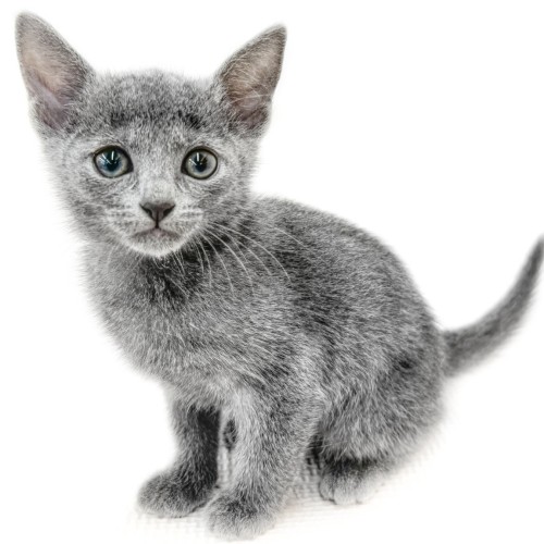 ロシアンブルー | ペットショップ マルワン 小さめ子犬 美形な子猫 