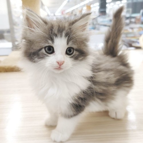 ノルウェージャンフォレストキャット
