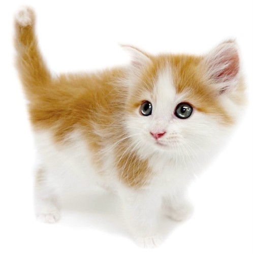ノルウェージャンフォレストキャット