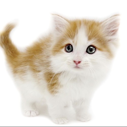 ノルウェージャンフォレストキャット