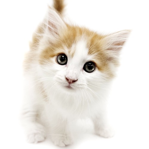 ノルウェージャンフォレストキャット