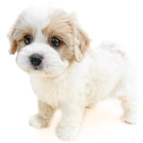 MIX(チワワ×シーズー) | ペットショップ マルワン 小さめ子犬 MIX(チワワ×シーズー) | ペットショップ マルワン 小さめ子犬