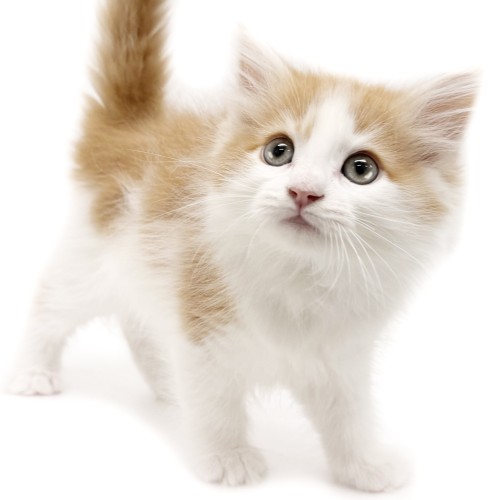 ノルウェージャンフォレストキャット