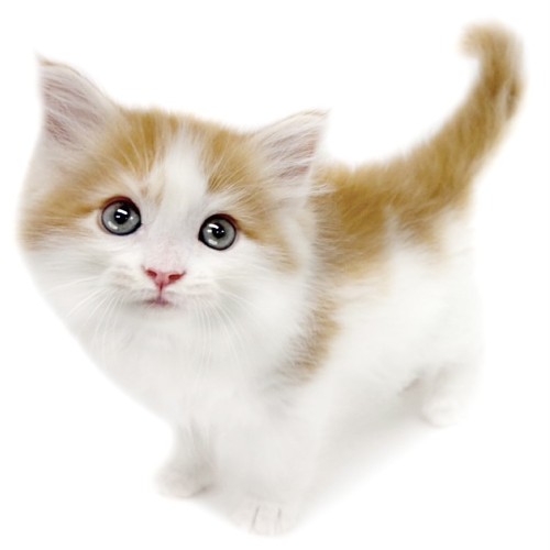ノルウェージャンフォレストキャット