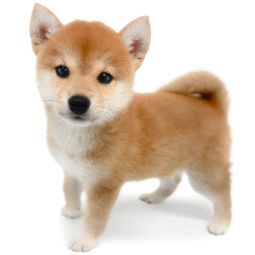 柴犬