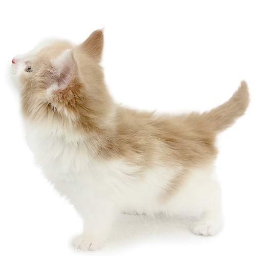 ノルウェージャンフォレストキャット