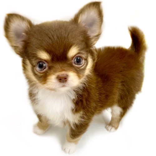 マルワンのチワワ一覧 | ペットショップ マルワン 小さめ子犬
