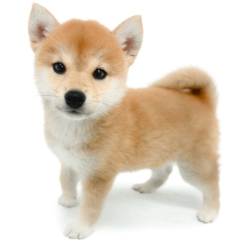 柴犬