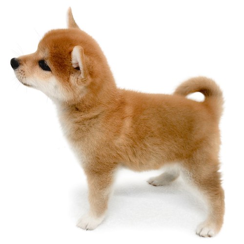 柴犬