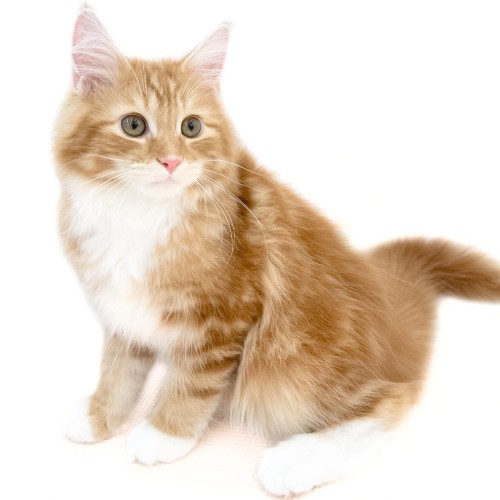 ノルウェージャンフォレストキャット