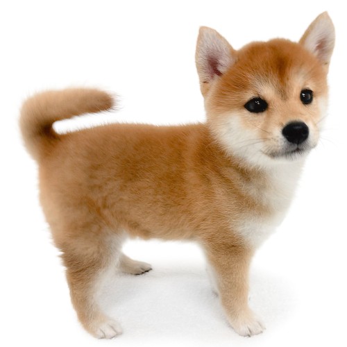 柴犬