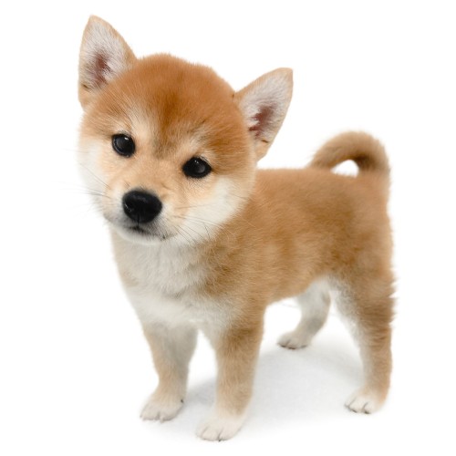 柴犬