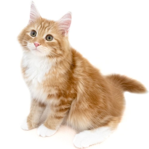 ノルウェージャンフォレストキャット