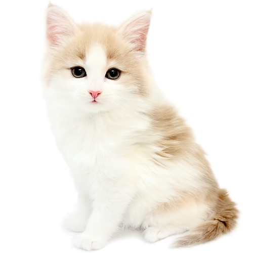 ノルウェージャンフォレストキャット