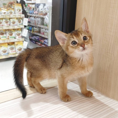アビシニアン