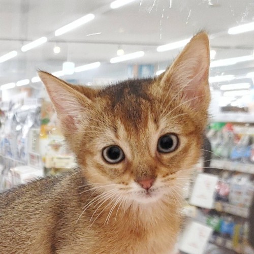 アビシニアン
