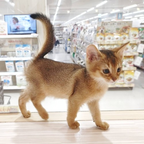 アビシニアン
