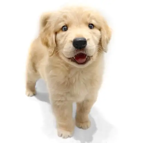 ゴールデンレトリバー