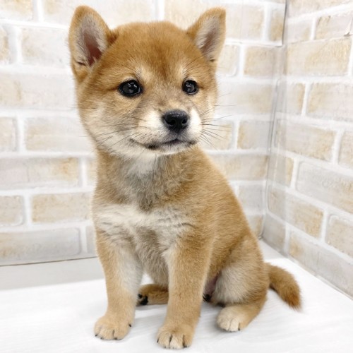 柴犬