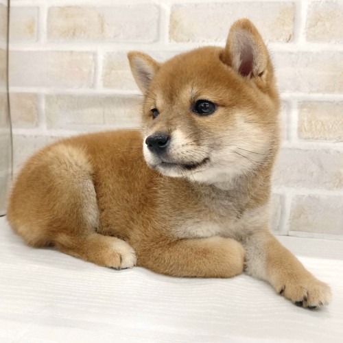 柴犬