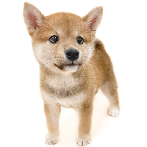 柴犬