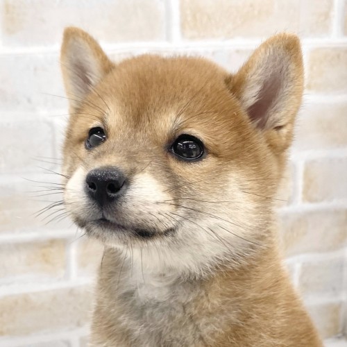 柴犬