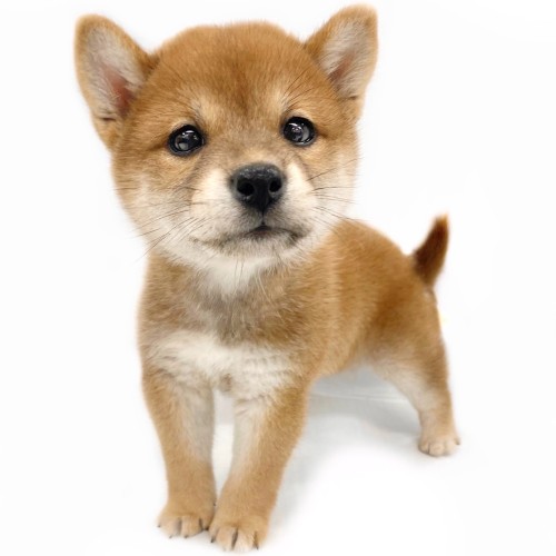 柴犬
