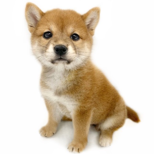 柴犬