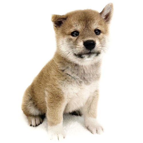 柴犬