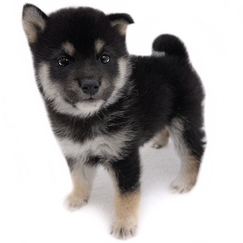 柴犬