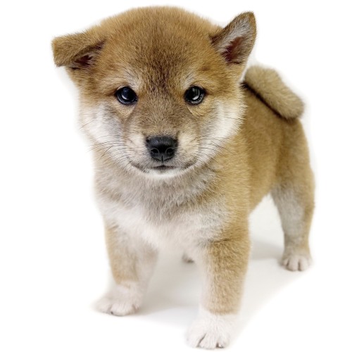 柴犬