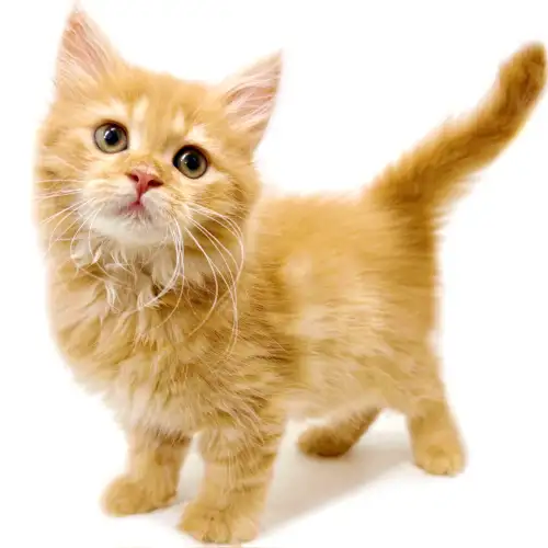 まるさま専用ページ まる 様 専用 まるさま専用（まるさま専用ページ）