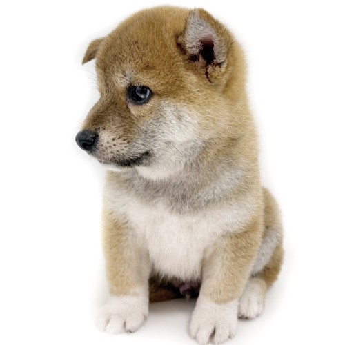 柴犬
