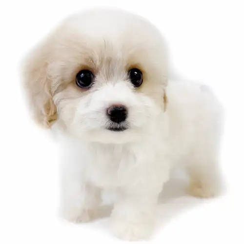 MIX(キャバリアキングチャールズスパニエル×ビションフリーゼ)