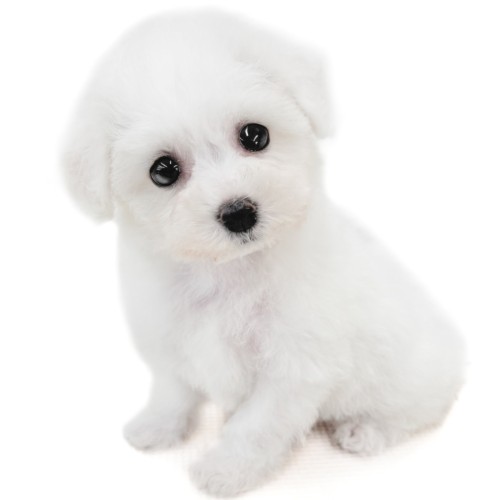 ビションフリーゼ