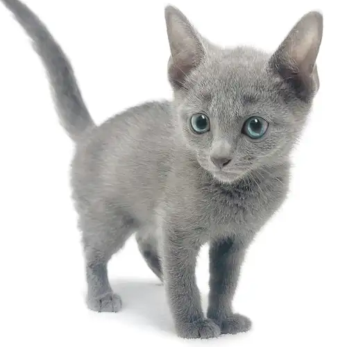 ロシアンブルー ロシアンブルー for cats武蔵小山店 │ペッツファースト公式サイト