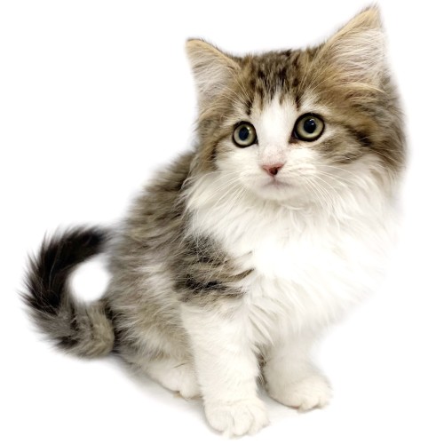 ノルウェージャンフォレストキャット
