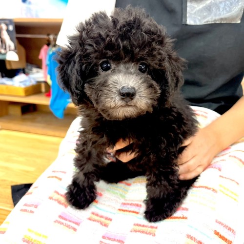 トイ・プードル