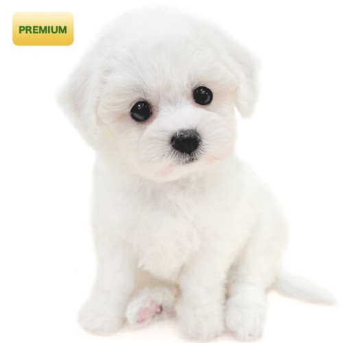 ビションフリーゼ